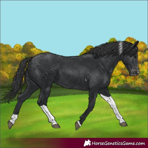 Horse Color:Unknown 