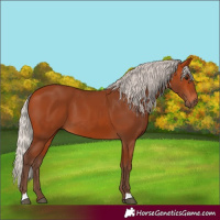 Horse Color:Silver Bay 
