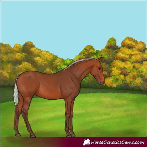 Horse Color:Silver Bay 
