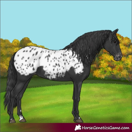 Horse Color:Black Appaloosa Rabicano 