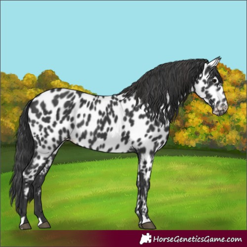 Horse Color:Black Appaloosa Rabicano 