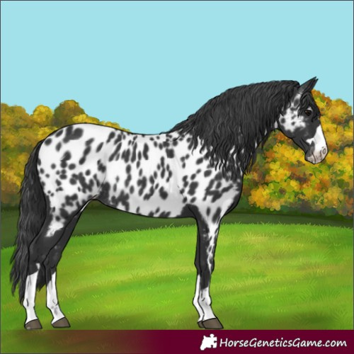 Horse Color:Black Appaloosa Rabicano 