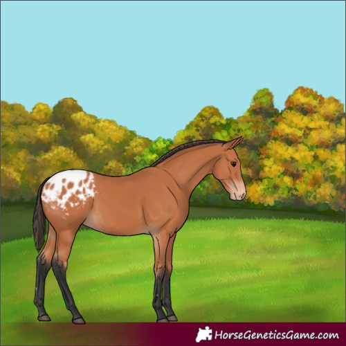 Horse Color:Bay Appaloosa Rabicano 