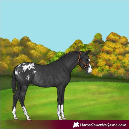 Horse Color:Black Appaloosa Rabicano 