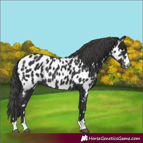 Horse Color:Black Appaloosa Rabicano 