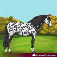Horse Color:Black Appaloosa Rabicano 