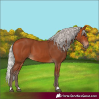 Horse Color:Silver Bay 