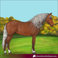 Horse Color:Silver Bay 