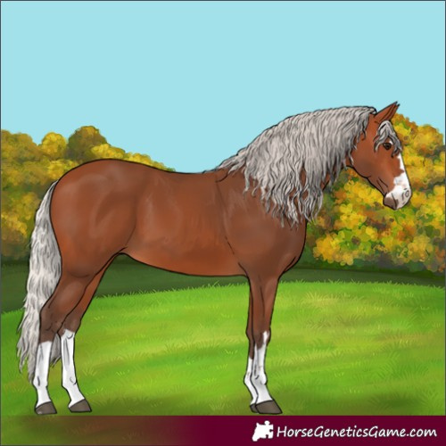 Horse Color:Silver Bay 