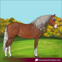 Horse Color:Silver Bay