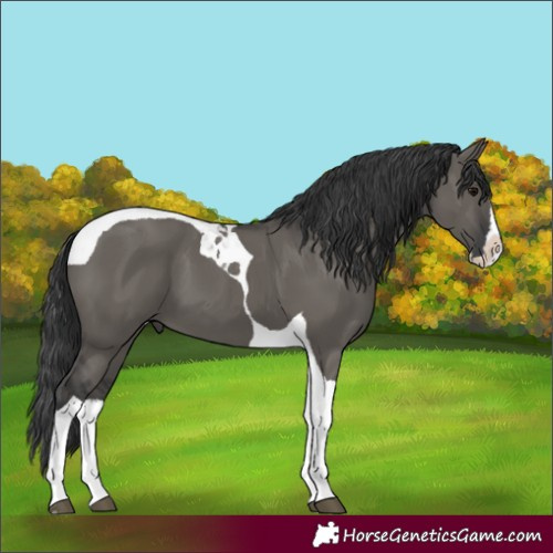 Horse Color:Grullo Splash Tobiano