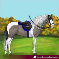 Horse Color:Grullo Splash Tobiano 