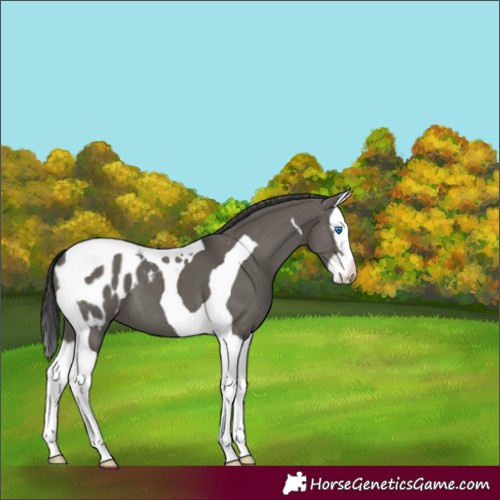 Horse Color:Grullo Splash Tobiano Blanket 