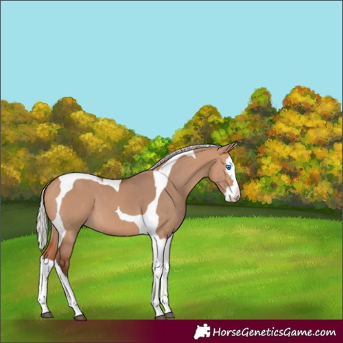 Horse Color:Silver Bay Dun Splash Tobiano 