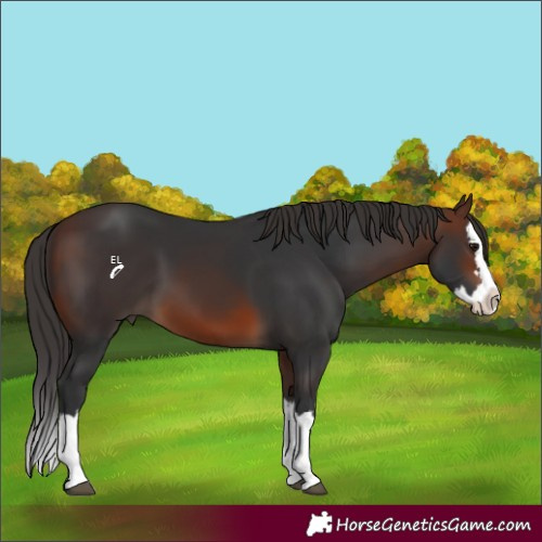 Horse Color:Brown Splash 