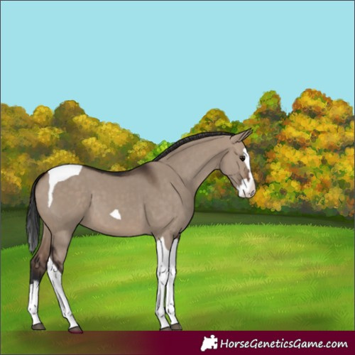 Horse Color:Brown Dun Splash Tobiano