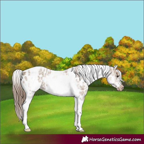 Horse Color:White Spotted Classic Champagne Splash Tobiano Frame Appaloosa 