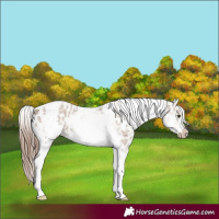 Horse Color:White Spotted Classic Champagne Splash Tobiano Frame Appaloosa