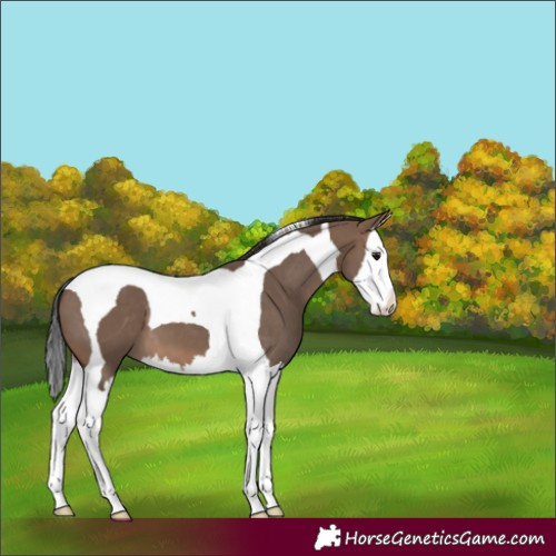 Horse Color:Brown Dun Splash Tobiano