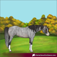 Horse Color:Brown Roan Splash