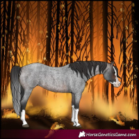 Horse Color:Brown Roan Splash