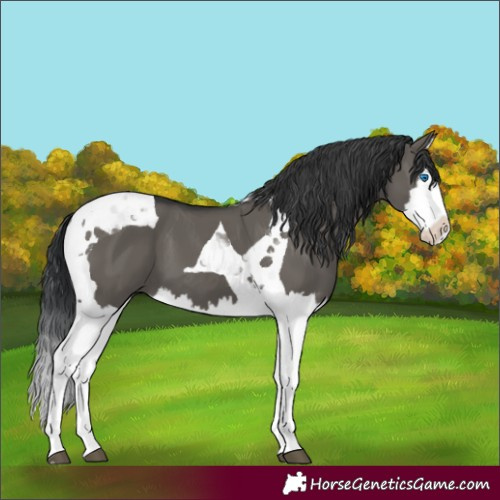 Horse Color:Grullo Splash Tobiano 