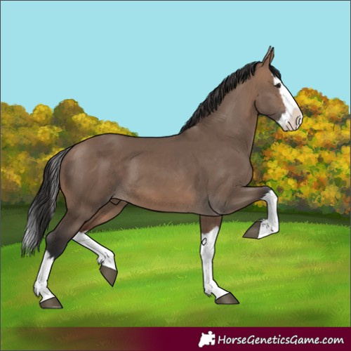 Horse Color:Brown Dun Splash