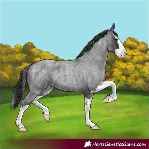 Horse Color:Blue Roan Splash 