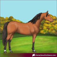 Horse Color:Bay  and Bay 