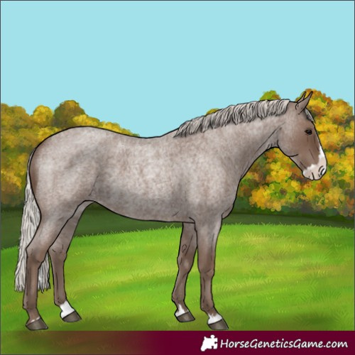 Horse Color:Silver Blue Roan Splash
