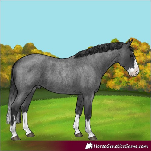 Horse Color:Blue Roan Splash 