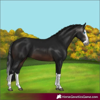 Horse Color:Gray Brown Splash