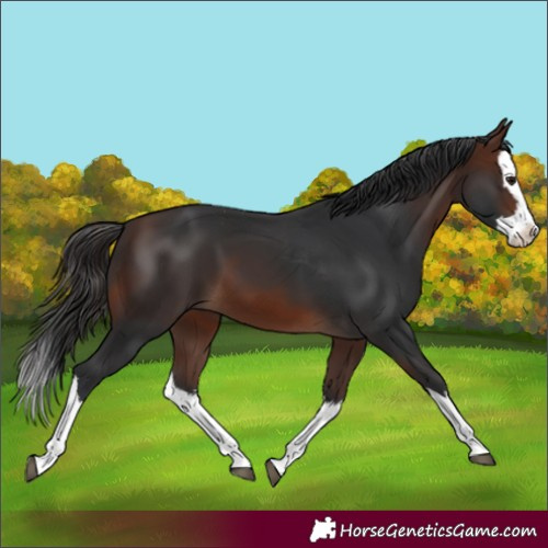 Horse Color:Brown Splash