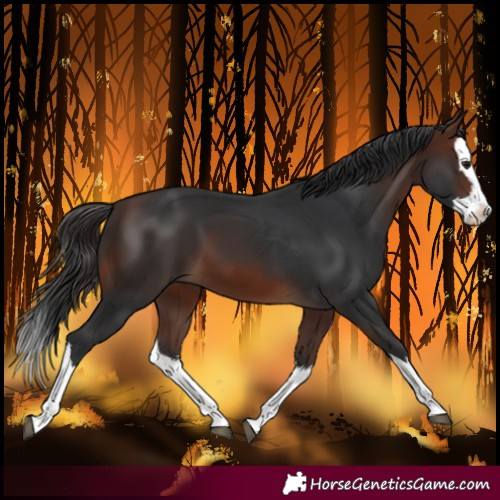 Horse Color:Brown Splash 