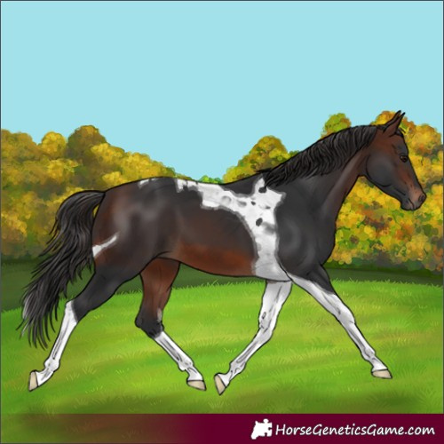 Horse Color:Brown Tobiano 