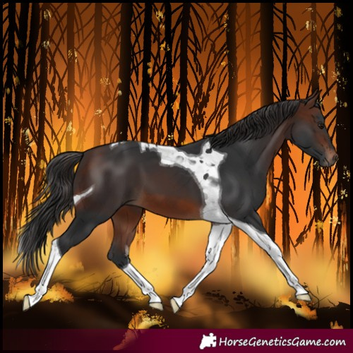 Horse Color:Brown Tobiano