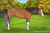 Horse Color:Bay Splash 