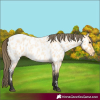 Horse Color:Buckskin Roan Appaloosa 