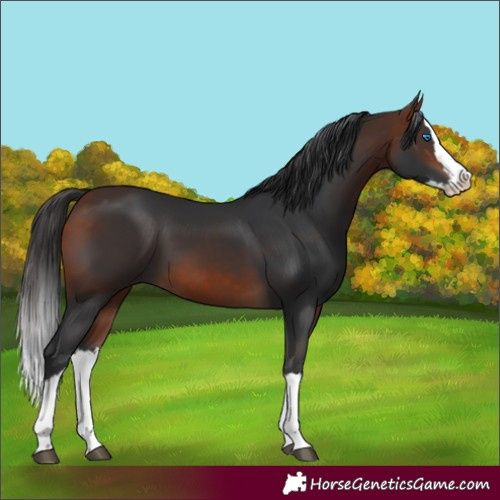 Horse Color:Bay Splash 
