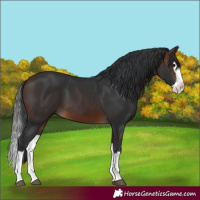 Horse Color:Brown Splash 