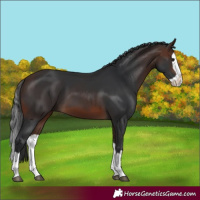 Horse Color:Brown Splash 