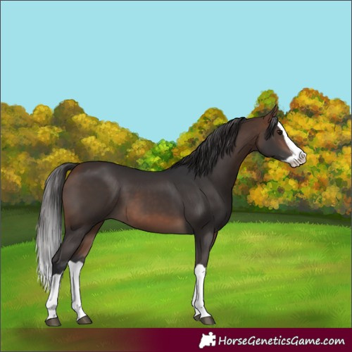 Horse Color:Bay Splash 