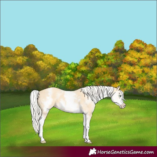 Horse Color:White Spotted Gold Cream Champagne 