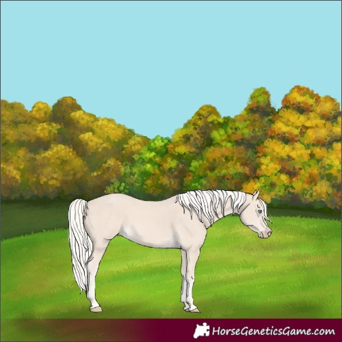 Horse Color:Cremello 