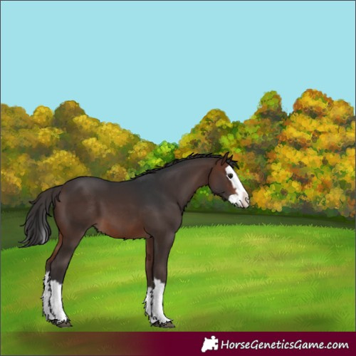 Horse Color:Brown Splash