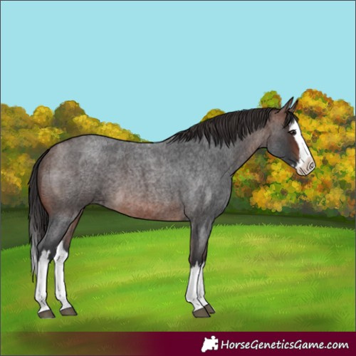 Horse Color:Brown Roan Splash 