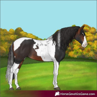 Horse Color:Bay Splash Tobiano
