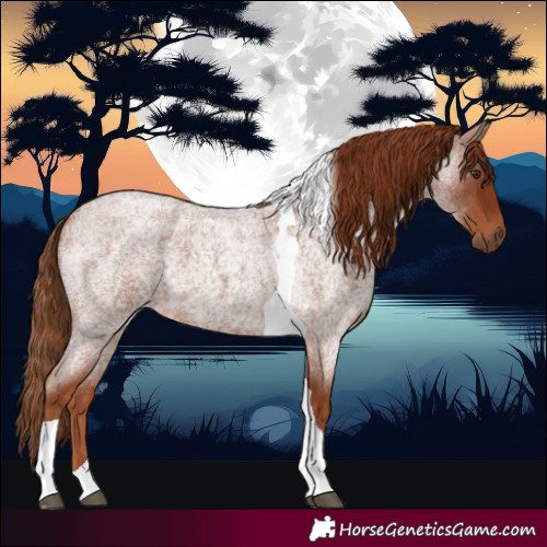 Horse Color:Red Roan Tobiano 