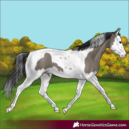 Horse Color:Grullo Splash Tobiano