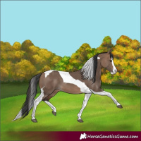 Horse Color:Brown Dun Splash Tobiano 